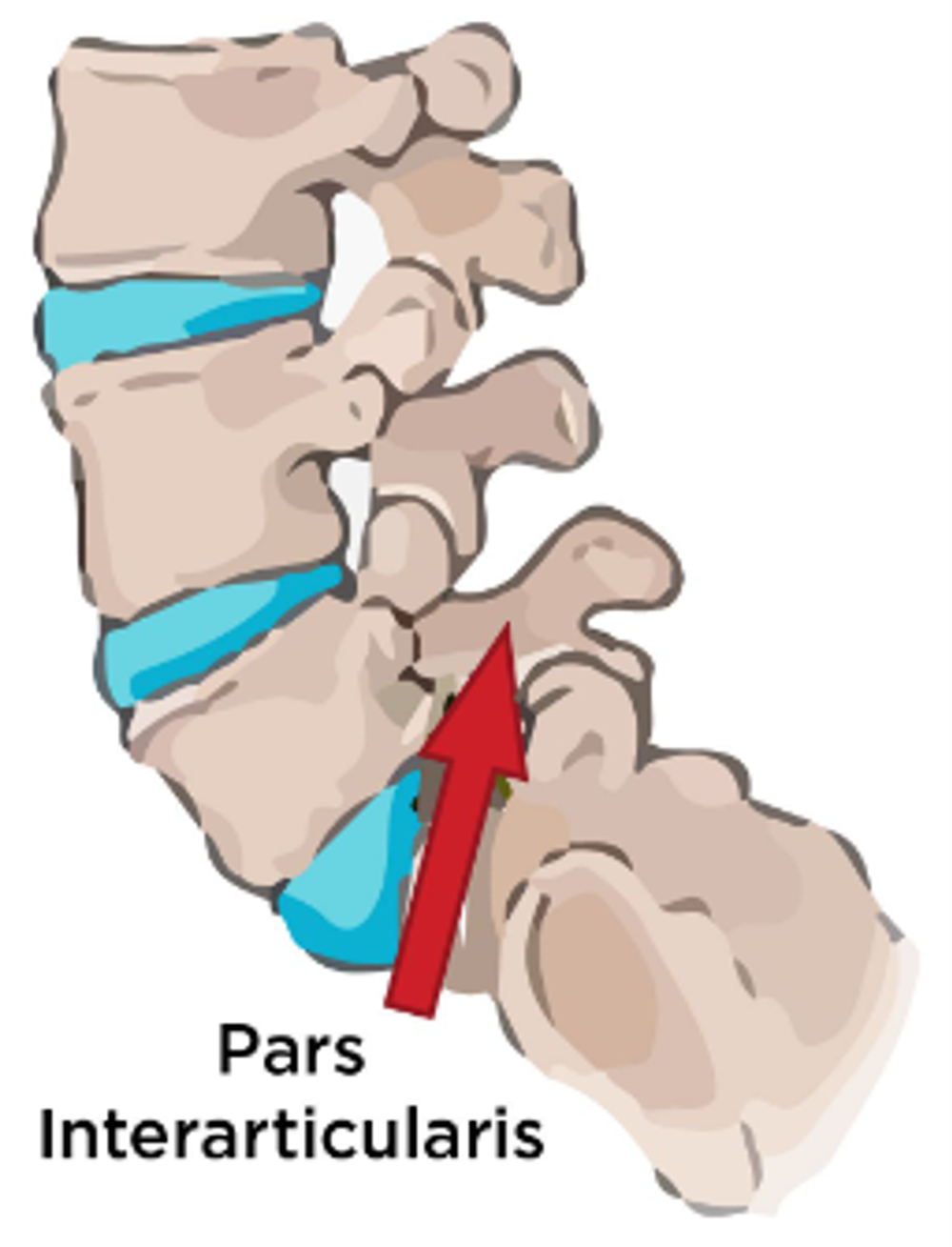 Pars Interarticularis of the spine