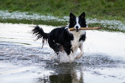 Dog In Water