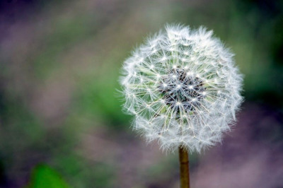 dandelion