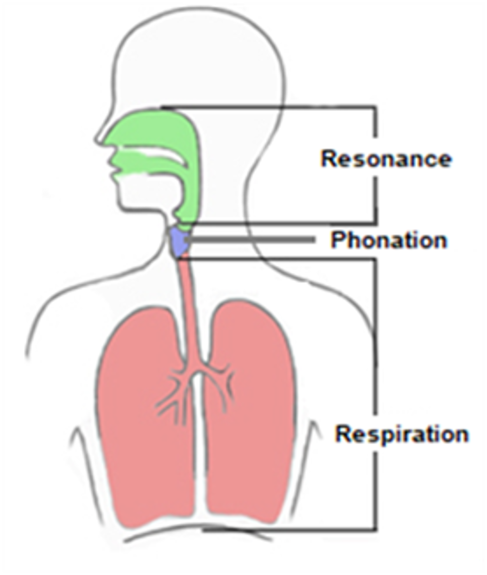 How Your Voice Works